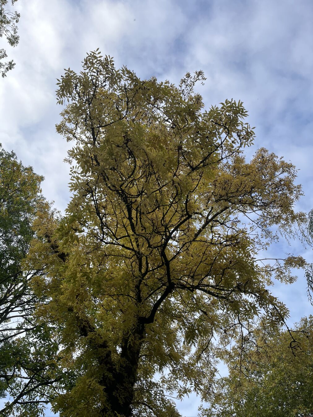 Tree top