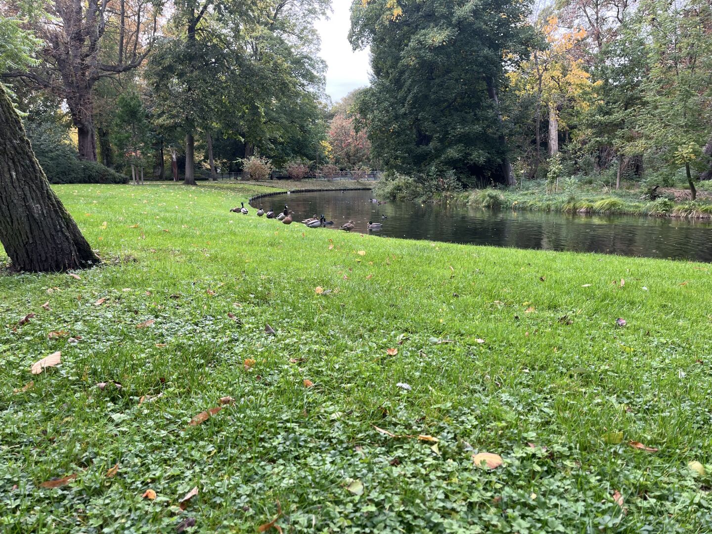 Ducks