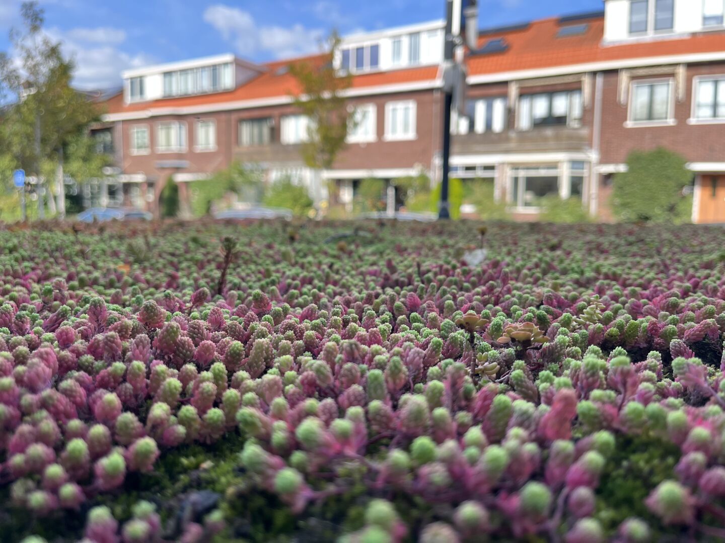 Small plants on top of our bikeshed