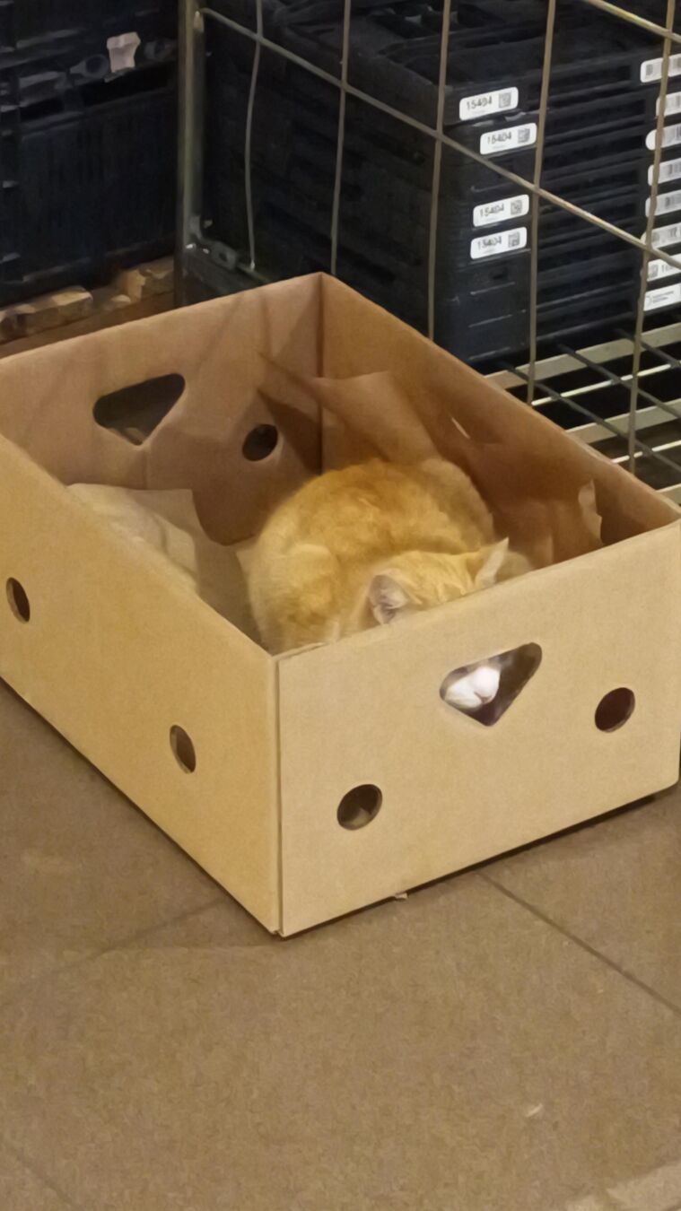A red and white cat sitting in a sturdy cardboard box, some trolleys are visible behind the box. the cat is in the supermarket