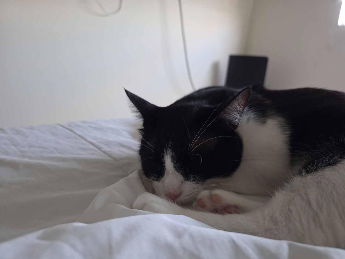 Gato frajola dormindo